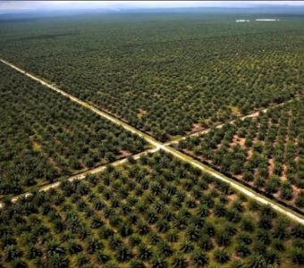 Nourriture grasse et déforestation